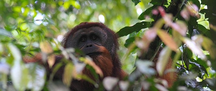 Orangutang